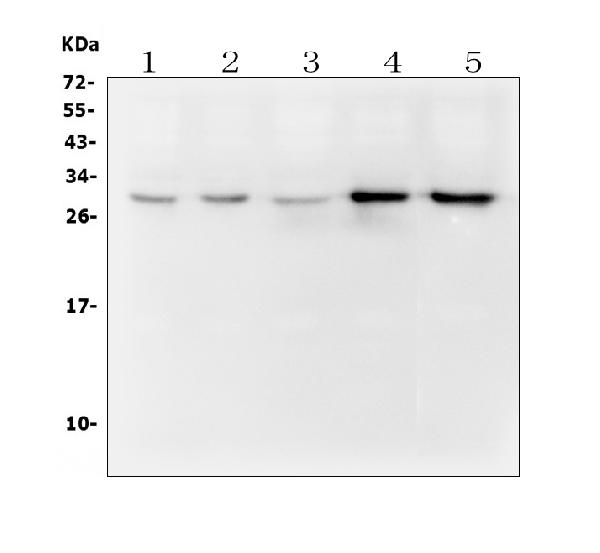 WB - Anti-DCK Antibody Picoband™ (monoclonal, 3G10) ABO14895